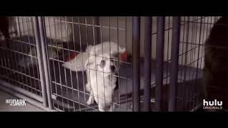 Into The Dark Good Boy Trailer (2020). Hulu Horror Series.