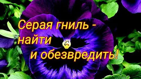 Серая гниль на виоле! Что делать? Чем лечить?