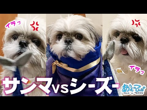 ピチピチのサンマとシーズー犬が出会ったらこうなる動画 開封の儀 Youtube