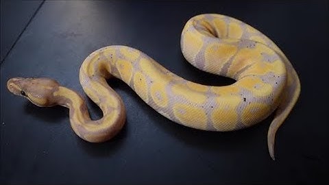 What do I pair my ball python too?  How do I choose?  Ball python pairings!