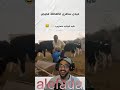 سافر لعروبية يعاونو صدق محمقو هههههه mp3