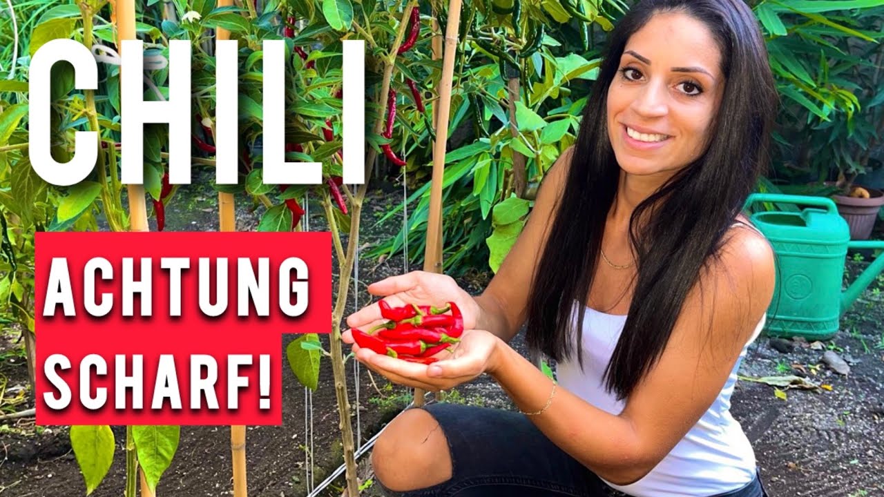 CHILI ERNTE & VERARBEITUNG | So machst du deine Chilis haltbar!