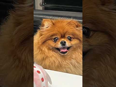 애견동반카페  괜찮아~  #강아지자두 #강아지호두 #강아지영상 #애견동반카페