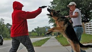 Loyal Dogs Saved People Life Compilation 2017