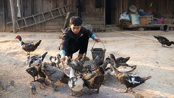 Mus Khawb Qos Ntoo Thiab Pub Qaib Pub Os