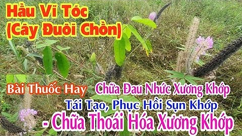 Cây Hầu Vĩ Tóc ( Cây Đuôi Chồn ) Chữa Thoái Hoá Xương Khớp,  Đau Nhức,Tái Tạo Phục Hồi Sụn Khớp