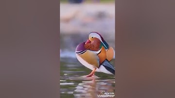 قل لو كان معه آلهة كما يقولون إذا لابتغوا إلىٰ ذي العرش سبيلا *تلاوة للقارئ العيدروس من سورة الإسراء