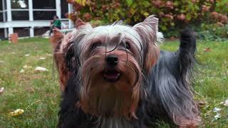 AKC Dog Breed Video – Yorkshire Terrier by Will-r 243 views 2 years ago 2 minutes, 35 seconds