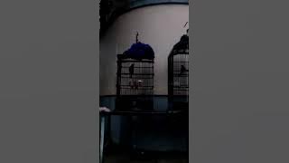 Kacer Boedaks baong nembak murai air