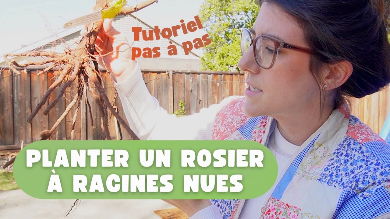 Planter un rosier à racines nues tutoriel, pas à pas YouTube — free download