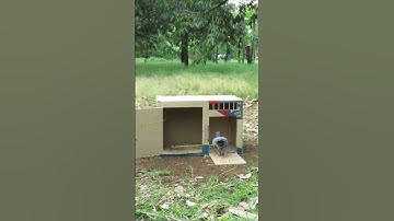 New easy pigeon trap using a cardboard box #shorts