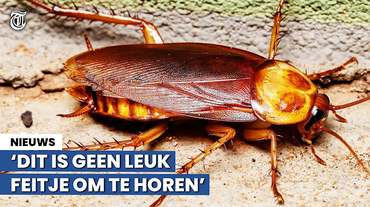'XXL-kakkerlakken zijn al in Nederland!’