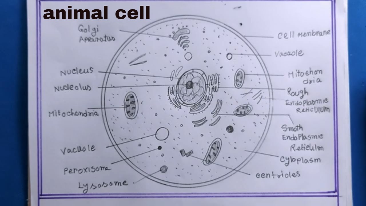 Adimu show  How to draw and label an animal cell  pencil  Facebook