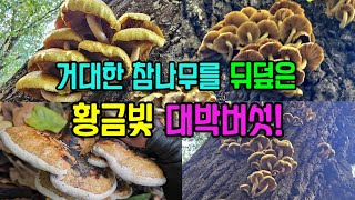 늦가을 거대한 참나무를 뒤덮은, 탐스런 황금빛! 이 맛있는 대박버섯! by 산가람TV 37,450 views 6 months ago 10 minutes, 12 seconds