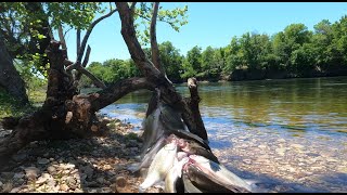 Fishing For White Bass  At Langley!! by MOARKS Fishing 3,901 views 2 weeks ago 28 minutes