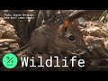 Elephant Shrew Species Rediscovered In Djibouti After 50 Years 