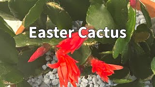 How to Care For A New Easter Cactus!