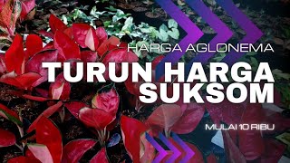 Aglonema murah terbaru - aglonema suksom jaipong turun harga - Eps3