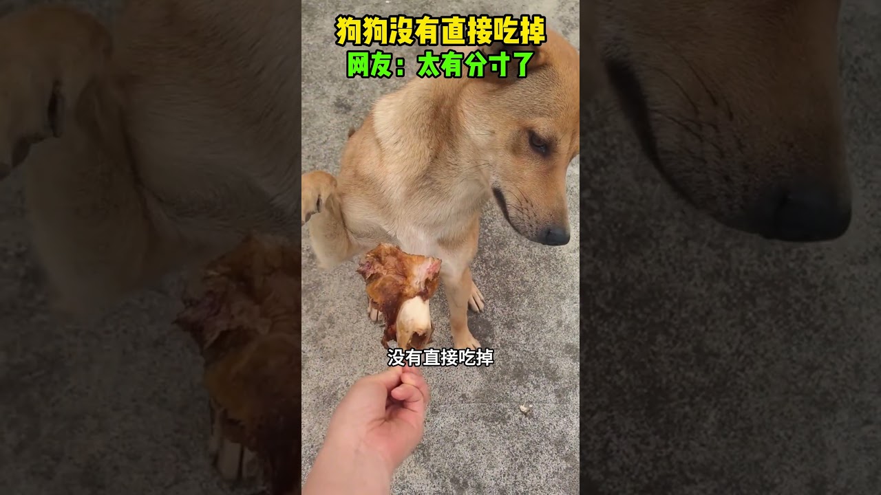 狗狗没有直接吃掉，网友：太有分寸了 #大熱門 #automobile #感人壹幕 #寵物 #萌寵 #狗狗 #影視解説 #寵物友善日常 #搞笑