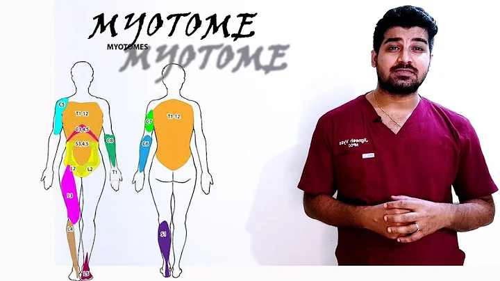Myotomes /Myotomes made easy to understand || How to remember Myotomes easily! @clinicaltalks