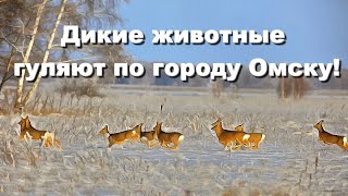 Дикие животные гуляют по городу Омску!
