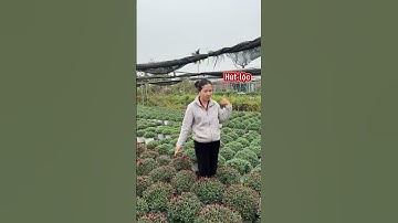 Cúc mâm xôi Hàn sẵn nụ, ủ nụ. Tết là nở bung rực rỡ #nhavuonanthang #hoadepbonmua #cucmamxoi #cucma