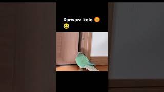 Dawraza kolo😡😂# subscribe My# YouTube #channel viral# shorts