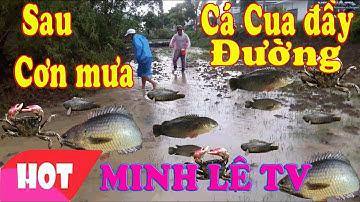 BẮT CÁ LÊN SAU CƠN MƯA LỚN Ở LONG AN - Tập 17 - Minh Lê TV