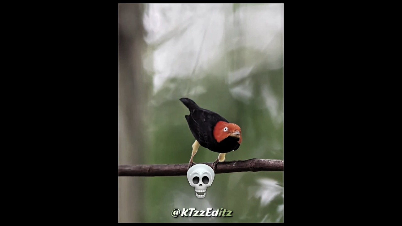 Birds Sounds Are Not Real 💀 pt.2