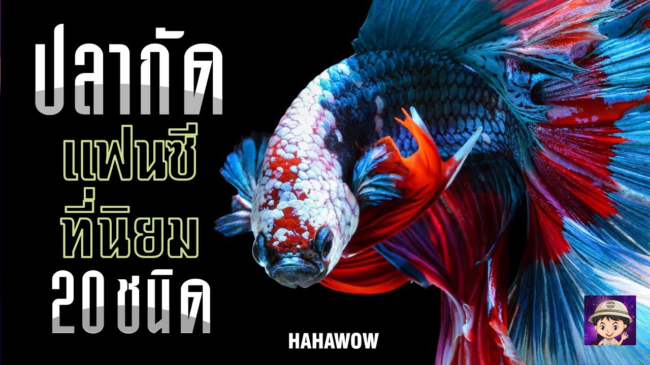 20 อันดับ ปลากัดสวยงาม ที่นิยมเลี้ยงกัน สวยๆทั้งนั้น!!
