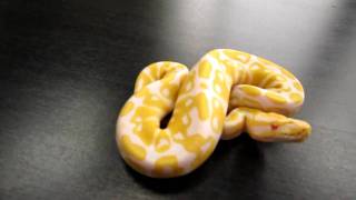 Ball Python Japan Collection 2010 Albino ♀-1