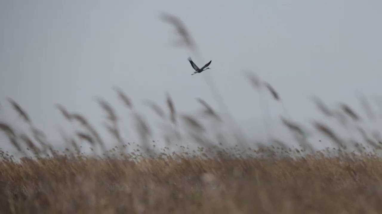 Даурский журавль 1