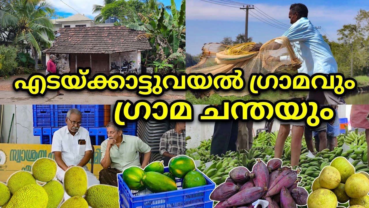 Деревенский рынок, где продаются только местные продукты | Деревня Эдаккаттуваял | Олиппурам Филдс