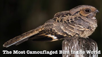 REVEALING THE MOST CAMOUFLAGED BIRD IN THE WORLD! Success with Zeiss DTI Thermal 3/35!