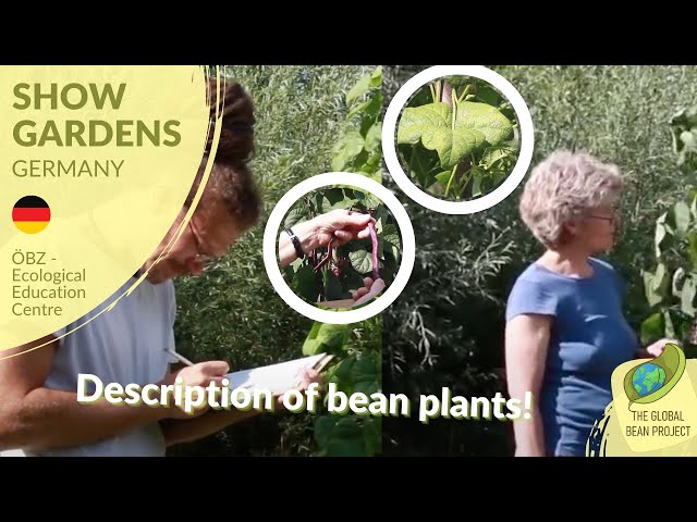 Description of Bean Plant Development, the ÖBZ Way! (August) – ÖBZ 🇩🇪 #7 | Global Bean Show Gardens