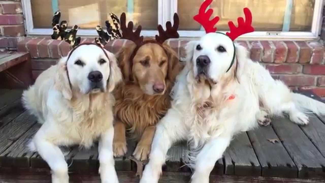 122514 Golden Retrievers Christmas 