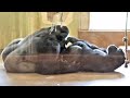 Shabani's voice and drumming. Kiyomasa comes out of the room. Gorilla, Silver back.