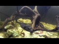 My puffer fish