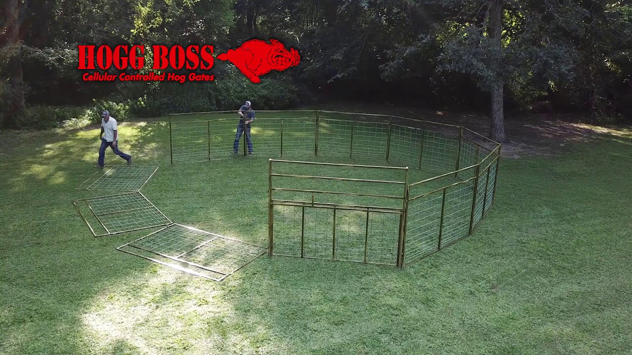 Hog Trap Hogg Boss Wall set up YouTube