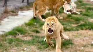 Молодой лев ПРОСТО КИНУЛСЯ на нас, защищая свой кусок мяса!