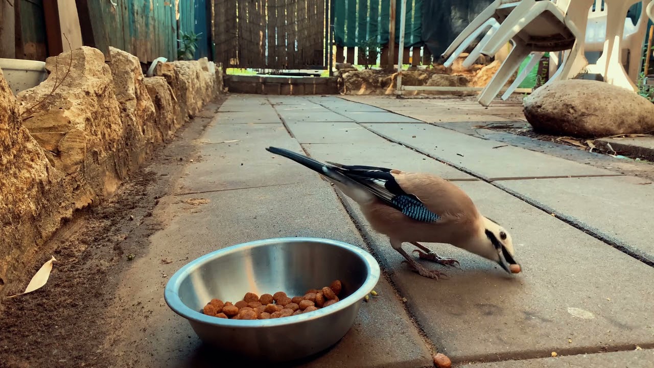 Bird eating dog food YouTube