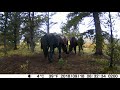 Wild Horses and WildlifeTrail Cam Sept 2018 Alberta, Canada