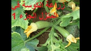 زراعة القرع الاخضر او الكوسة في المنزل الجزء 1 Planting green pumpkin or zucchini part