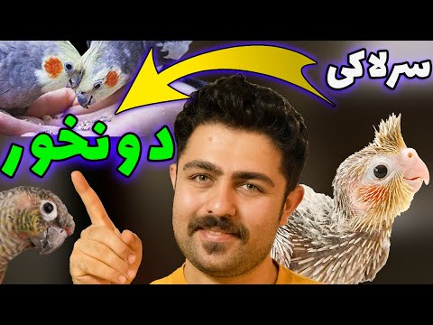 آموزش دانخور کردن انواع طوطی سرلاکی عروس هلندی راهب گرینچیک