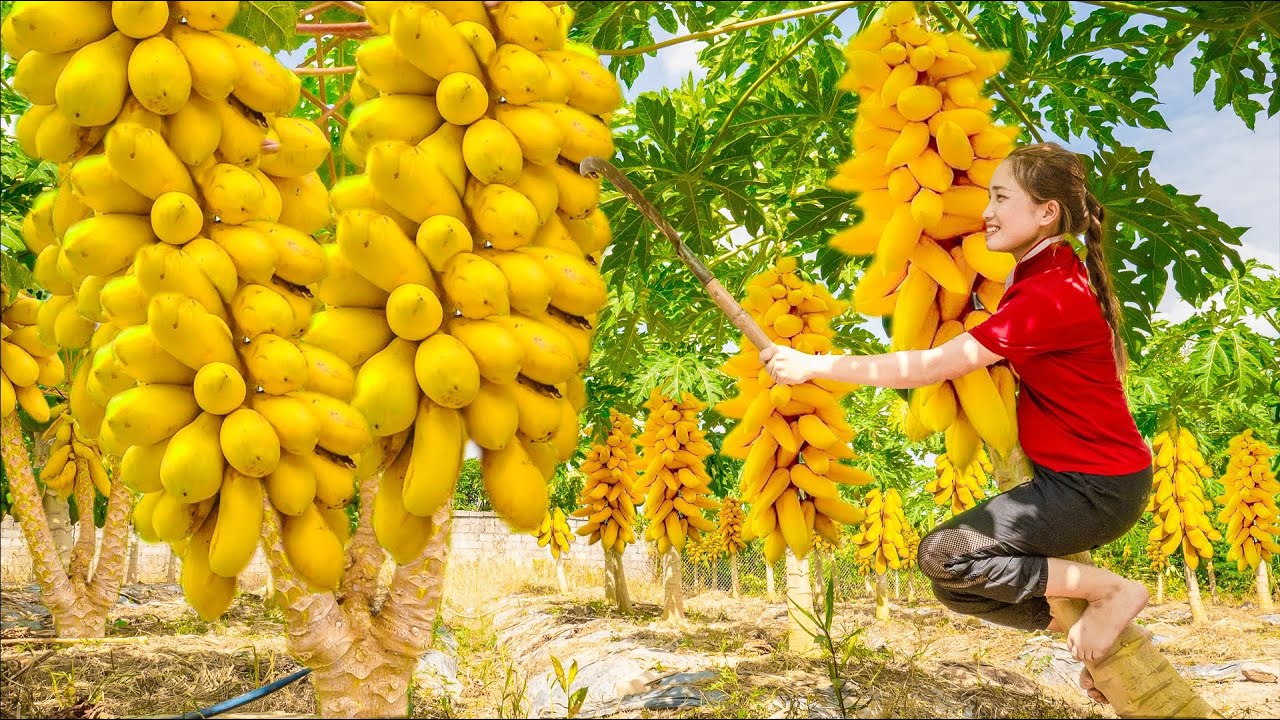 Harvesting Mutant Papaya Garden Make Papaya With Milk Goes to the