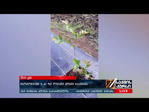 სამეგრელოში 5 ჰა-ზე ჩაის ადგილას ლურჯი მოცვი გაშენეს