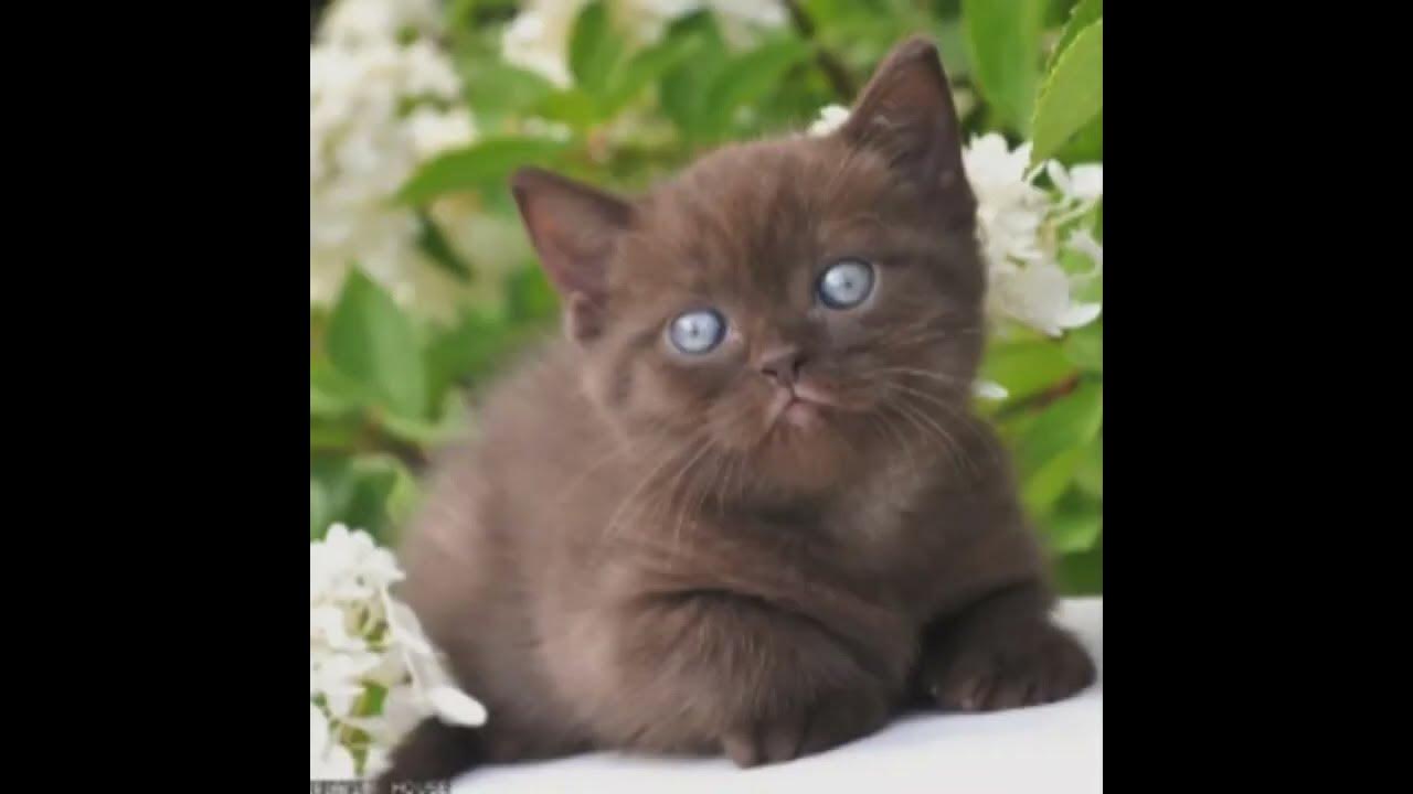 коричневые котики #огнезвёздная_эдит - YouTube
