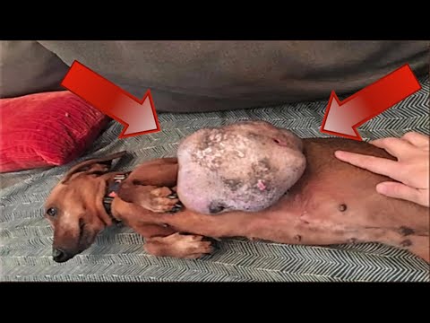 Video: Hund Mit 6-Pfund-Tumor Bekommt Dank Rettern Eine Zweite Chance Auf Leben