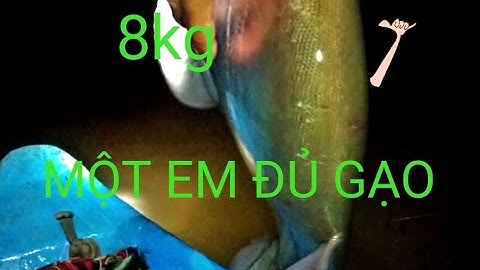 Tuấn vlogs/cắm câu thác lác cườm mưu sinh, chạm mặt Hugo#tuanvlogs#sanbatmuusinh#