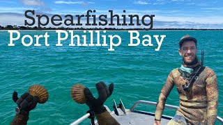 Spearfishing and Scallop Hunting in Port Phillip Bay Australia